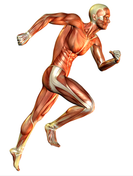 Løbetræne vs styrketræning