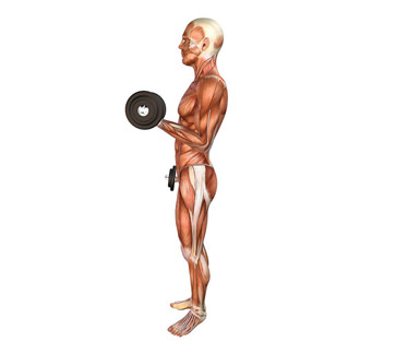 Dumbell curls